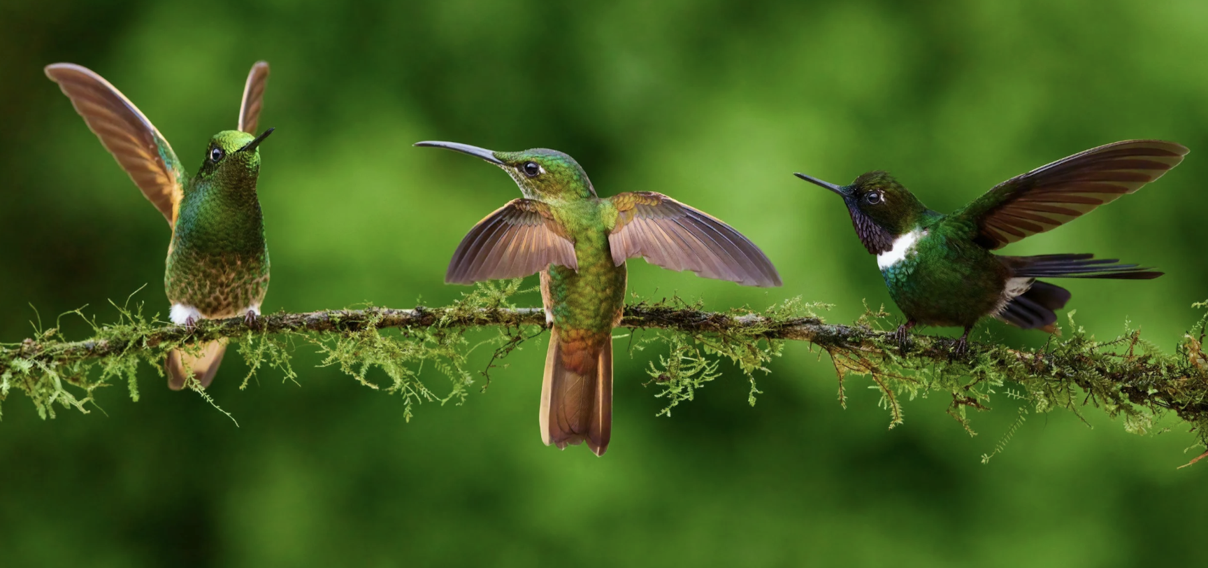 Jill Anderson Campos, PhD